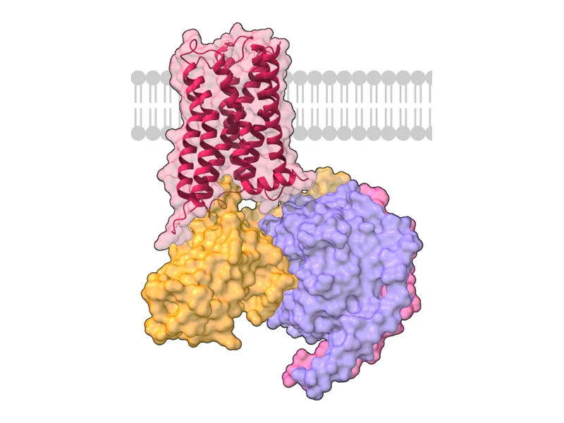 Muscarinic M2 receptor coupled to a G protein in a membrane