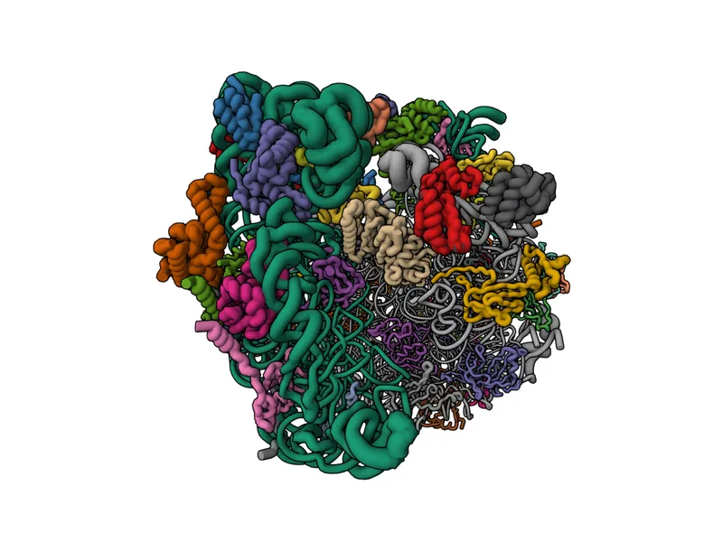 Structure of a bacterial 70S ribosome