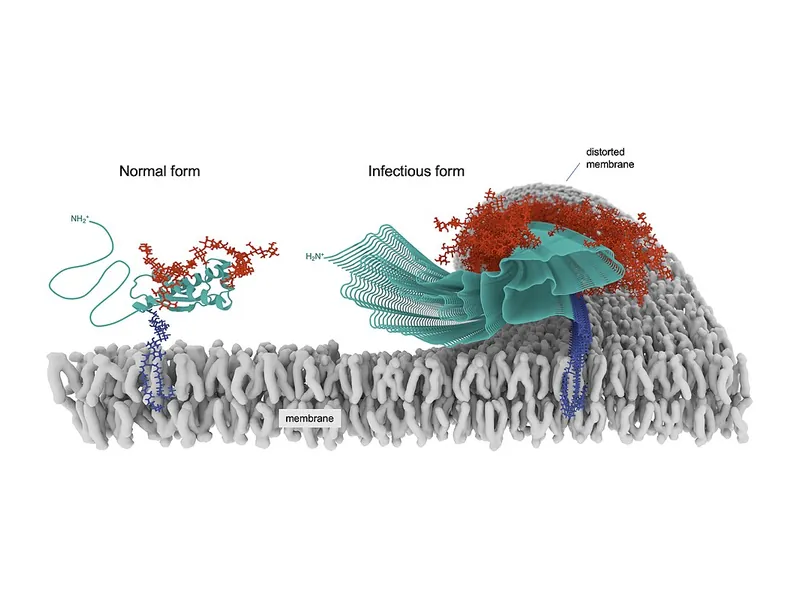 Normal and misfolded prion protein forming a membrane-bound fibril