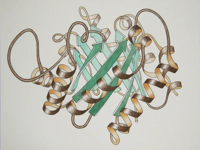 Ribbon drawing of triosephosphate isomerase